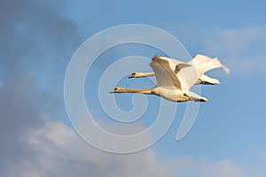 two Mute Swans in flight