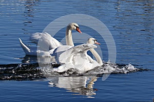 Two Mute swans glide to a stop after landing on lake in unison