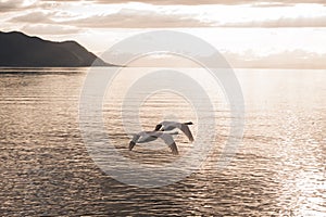 Two mute swans synchronously flying towards the sunset