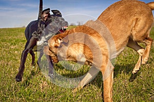 Two mutts play fighting in grassy field