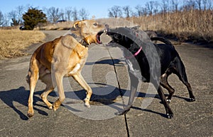 Two mutts snarling at each other in a play fight