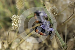 Two Mylabris Quadripunctata Beetles