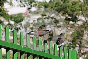 Two mynas on a fence