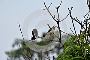 Two Mynas