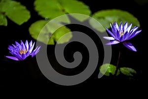 Two mysterious blue purple water lily in the pool