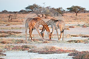 Two Namibian giraffes are elegantly crossing their necks