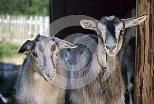 Two nanny goats