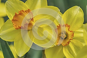 Two narcissus flowers in close-up