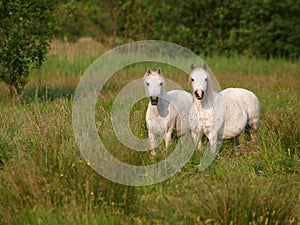 Two Native Ponies