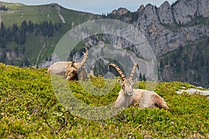 Two natural alpine ibex capricorns sitting in mountain region