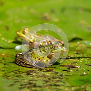 Two green frogs rana sitting on water lily leaf in pond