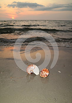 Two natural seashells on the tropical sunset beach