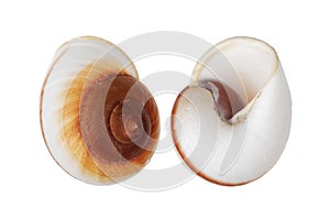 Two Nautica spiral shells on white background with clipping path