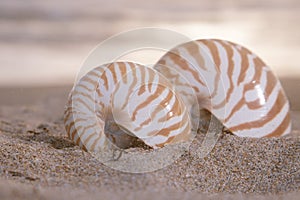 Two nautilus shells on beach, sunrise and tropical sea