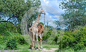 Necking giraffes isolated in the Kruger Park photo