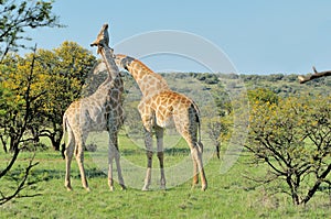 Two necking Giraffes photo