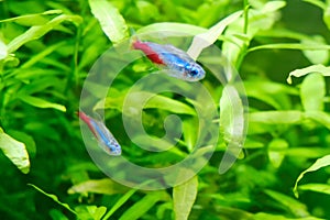 Two Neon tetra fish. Paracheirodon innesi freshwater aquarium fish