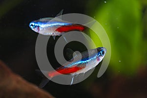 Two Neon tetra Paracheirodon innesi aquarium fish