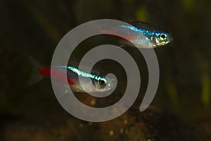 Two Neon tetra Paracheirodon innesi freshwater aquarium fish