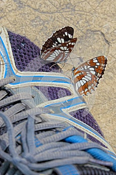 Butterfly on shoes photo