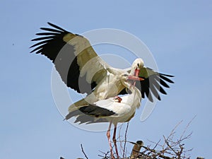 Two nesting storks