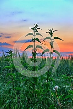 Two nettles with sunset