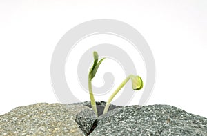 Two new sprouts on stones