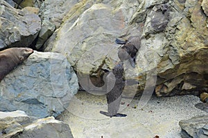 Two new zealand fur seal puppies making contact on the rocks of Ohau Point. Kaikoura, New Zealand, South Island