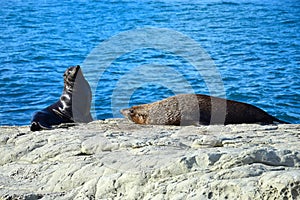 Two new zealand fur seals sunbathing at Kaikoura, New Zealand, South Island