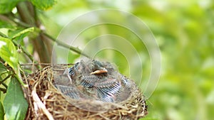 Two newborn birds blackbird or American Robin in a nest. Babies have feathers and have opened eyes. They are two weeks