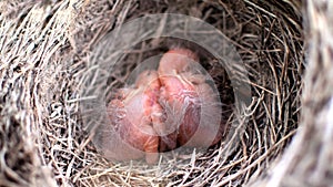 Two newborn birds blackbird or American Robin in a nest. Babies are still blind and have no feathers. They are only a