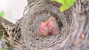 Two newborn birds blackbird or American Robin in a nest. Babies are still blind and have no feathers. They are only a