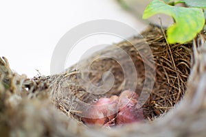 Two newborn birds blackbird or American Robin in a nest. Babies are still blind and have no feathers. They are only a