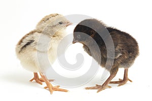 Two newborn brown white Chick Ayam Kampung is the chicken breed reported from Indonesia. `free-range chicken` or literally `villag