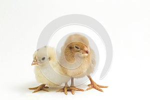 Two newborn brown white Chick Ayam Kampung is the chicken breed reported from Indonesia. `free-range chicken` or literally `villag