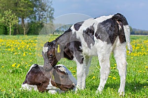 Two newborn calves together in dutch meadow