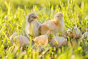 Two newborn chicken with cracked eggshell eggs. Sunny grass background