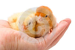 Two newborn chickens sitting in human hand