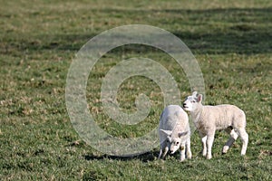 Two newborn cute little lambs standing in a green meadow in spring