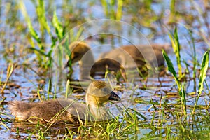 Two newborn Greylag goose goslings