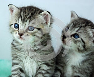 Two newborn kittens