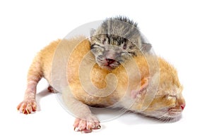Two Newborn Kittens