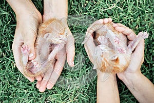 Two newborn kittens in hands