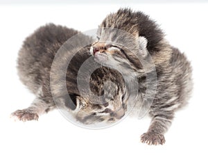 Two newborn kittens isolated on a white background