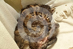 two newborn kittens are lying