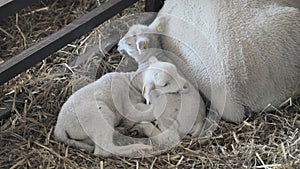 Two Newborn Lambs Farm