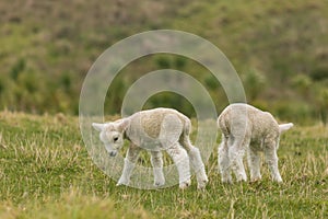 Two newborn lambs on grassy meadow