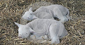 Two Newborn Lambs Laying