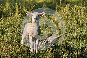 Two newborn lambs on meadow