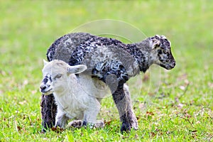 Two newborn lambs play together in green meadow